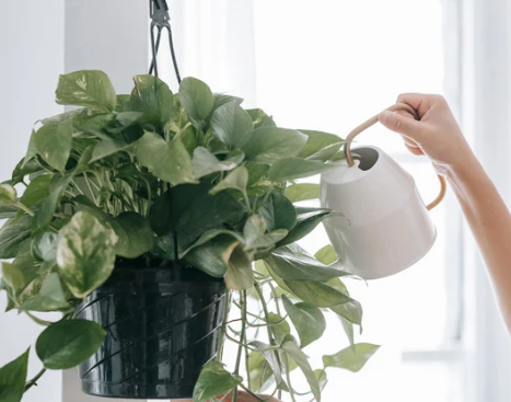 Top Watering Techniques for Hanging Plants