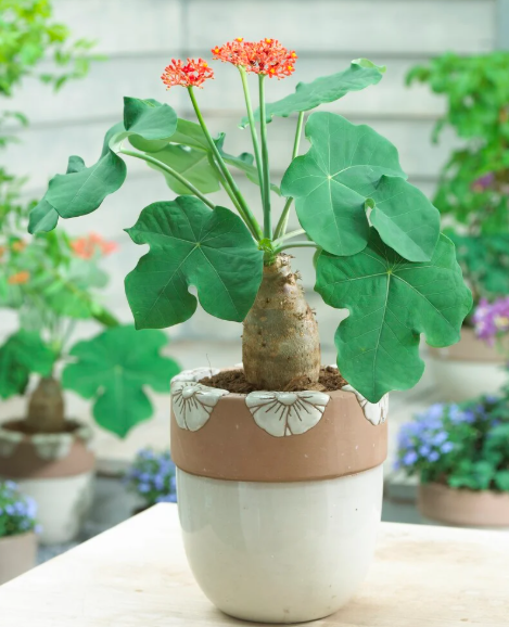 Botanical Classification and Scientific Background