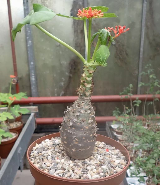 Fertilization and Nutrition for Healthy Growth