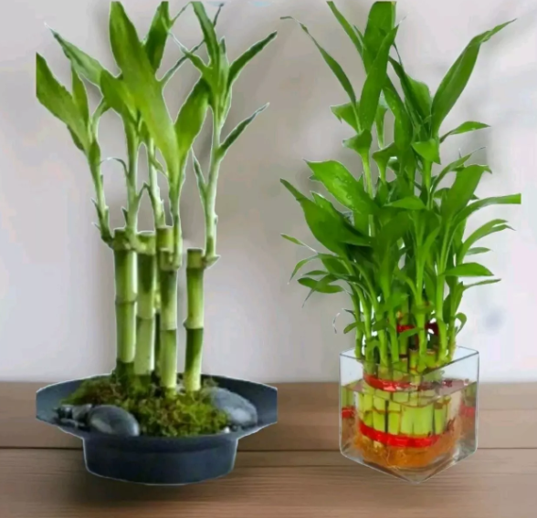 Lucky Bamboo?