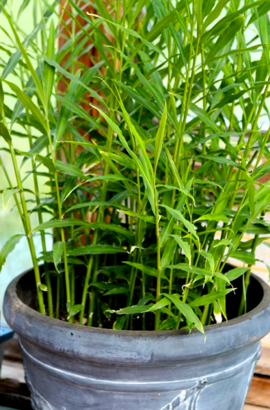 What Makes Ginger a Great Indoor Plant?