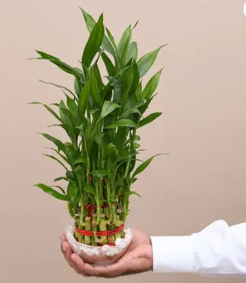 Why Is Lucky Bamboo Toxic to Cats?