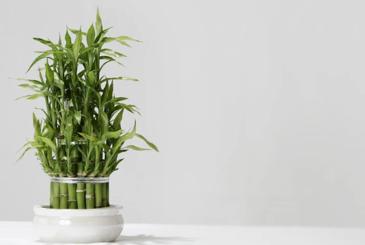 About Lucky Bamboo