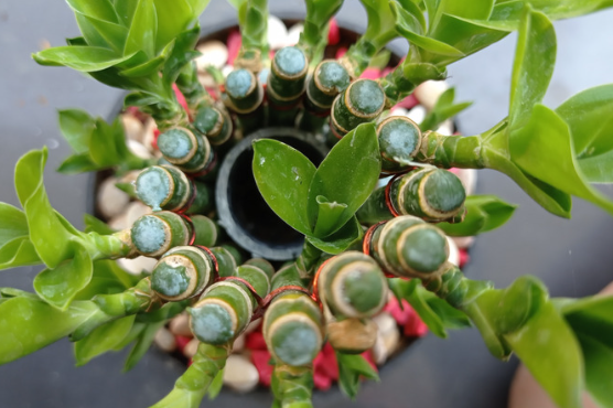 How to Water Lucky Bamboo Properly
