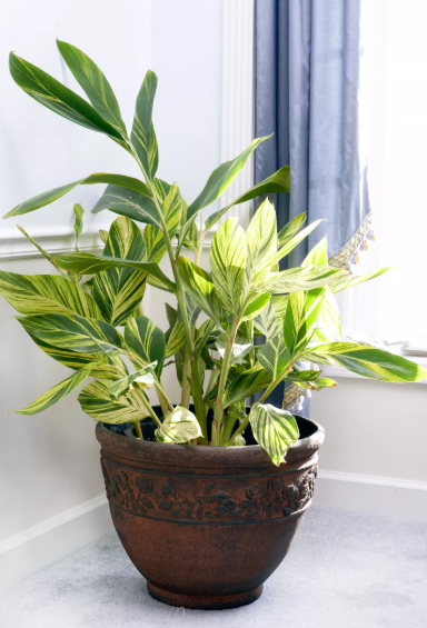 Best Time to Grow Ginger Indoors