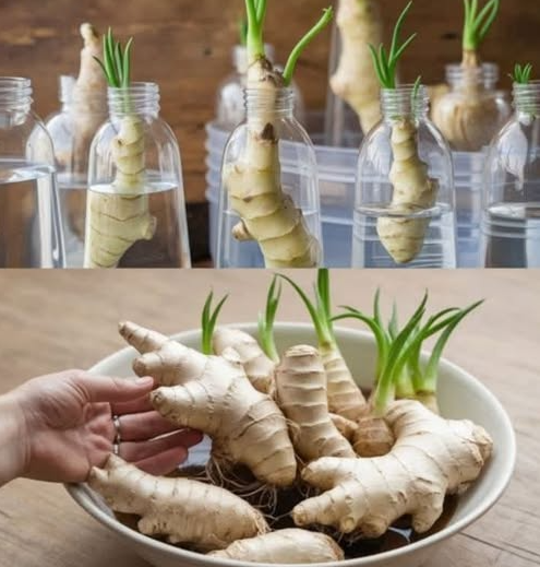 Harvesting Indoor Ginger