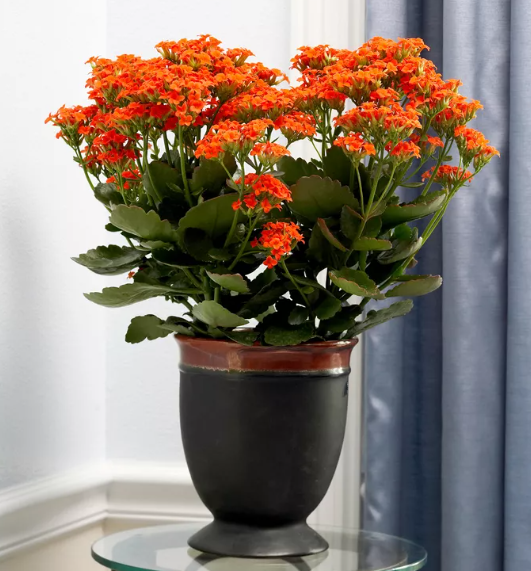 What are Kalanchoe Plants?