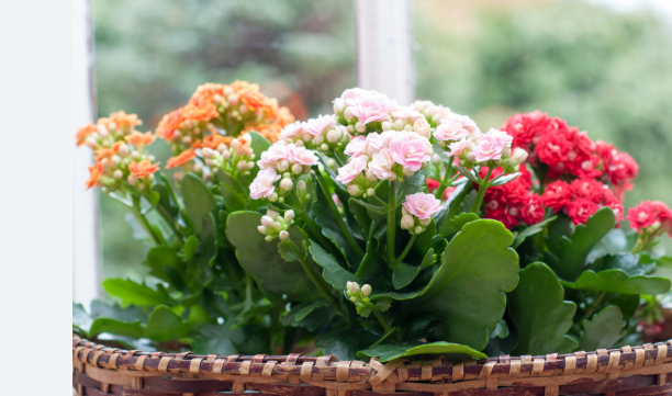 Is Kalanchoe an Indoor Plant?