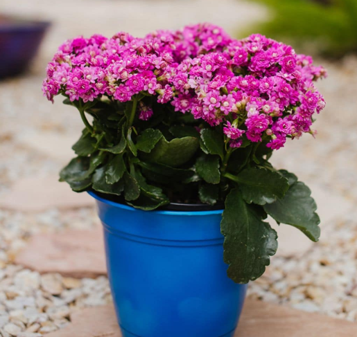 How to Water Kalanchoe Indoors?