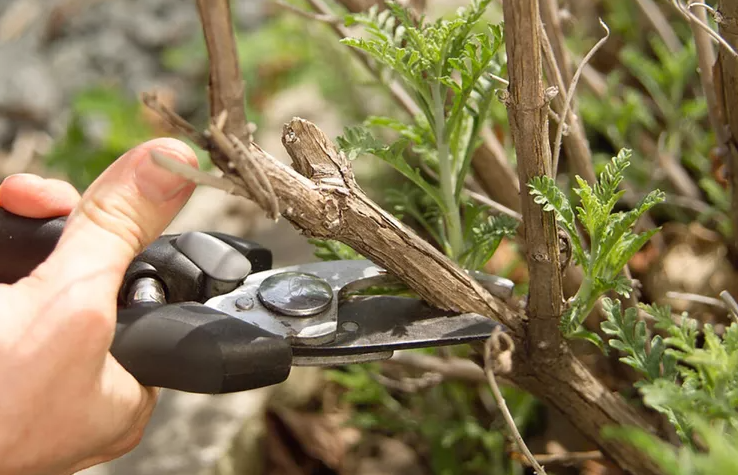 Pruning Healthy Growth Unnecessarily