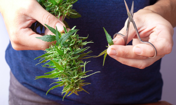 Tools You Need for Trimming Weed Plants