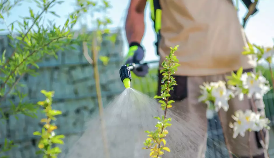 Why Weeds Are a Problem in Vegetable Gardens?