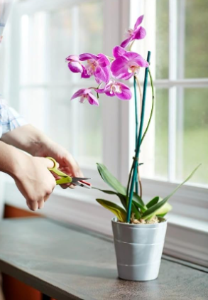 Why Orchids Need Special Plant Food