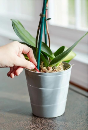 Benefits of Using Miracle-Gro Orchid Spikes