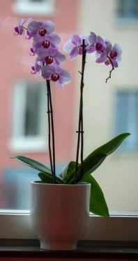 About orchids
