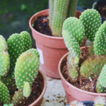 care for Bunny Ear Cactus