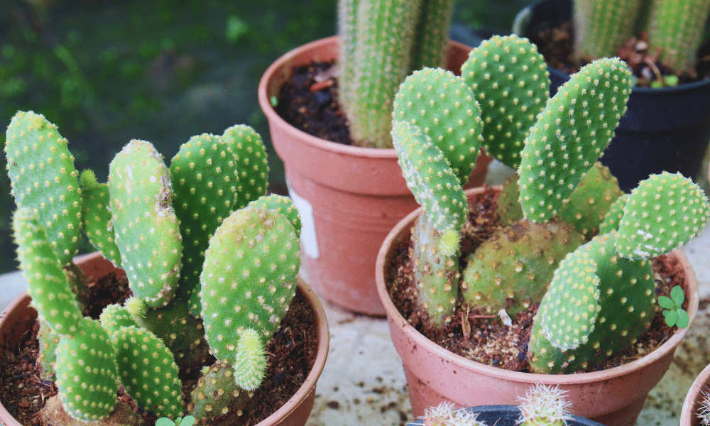 care for Bunny Ear Cactus