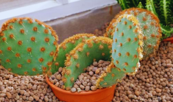 Bunny Ear Cactus