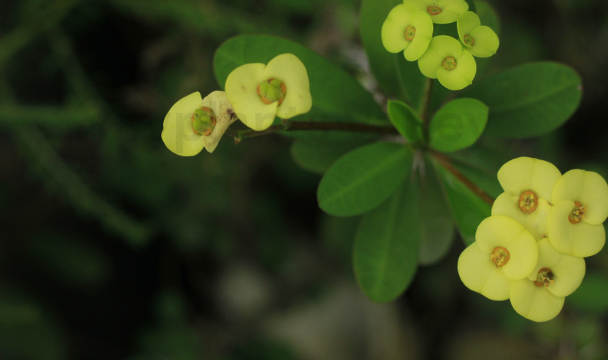 What is Crown of Thorns?