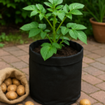 how to plant potato in a bag