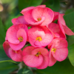 Is crown of thorns a good house plant?
