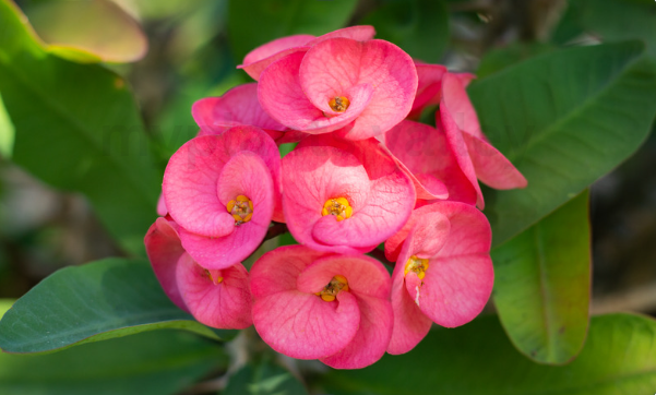 Is crown of thorns a good house plant?