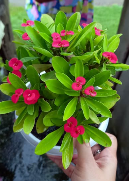 lowering Patterns and Longevity