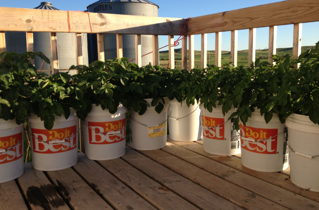 Common Problems When Growing Potatoes in Bags