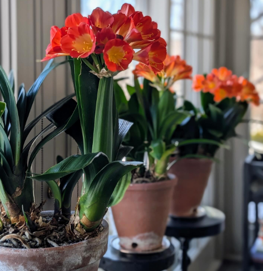 What Is Clivia Miniata?