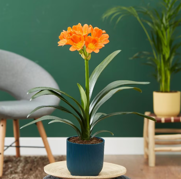 Why Clivia Miniata Is Toxic to Cats