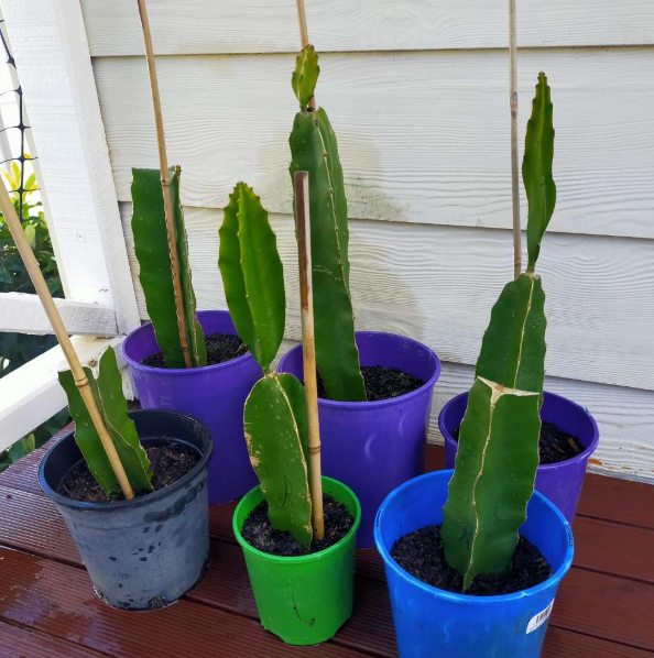 Indoor Growing Requirements