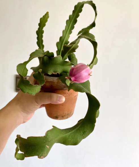 Benefits of Growing Dragon Fruit Indoors