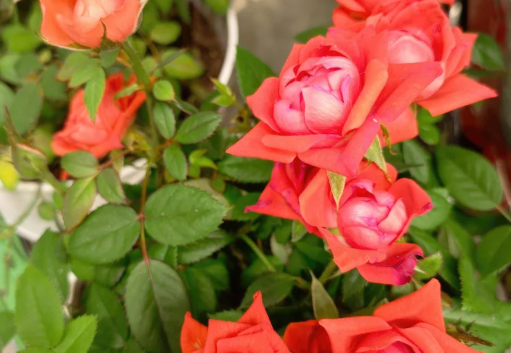Choosing the Right Miniature Rose Variety