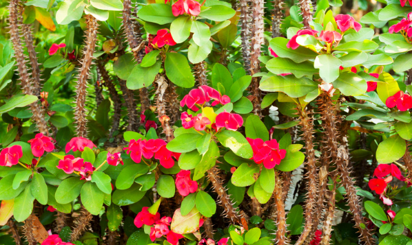 Soil and Potting Needs