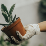 Common Indoor Plant Problems in Winter and How to Fix Them?