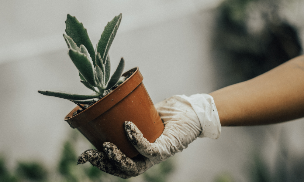 Common Indoor Plant Problems in Winter and How to Fix Them?