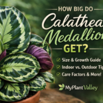 About Calathea Medallion Size and Growth Expectations