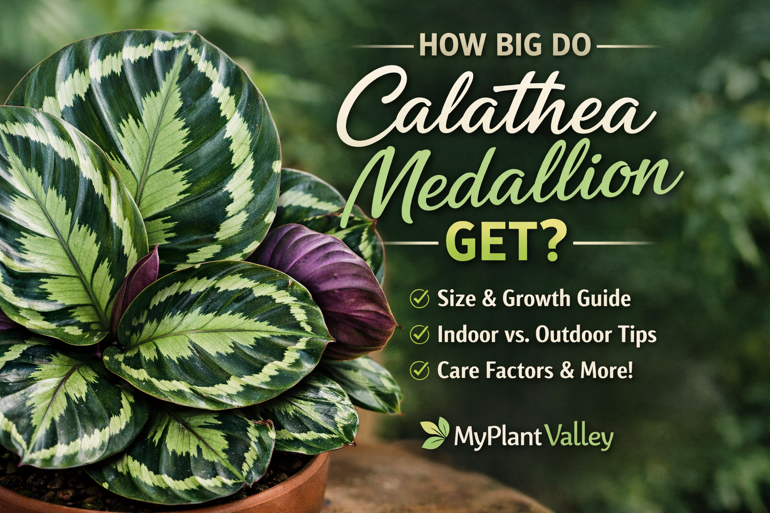 About Calathea Medallion Size and Growth Expectations