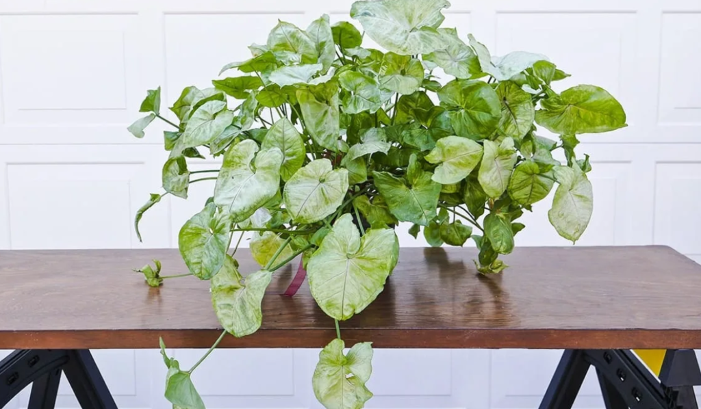 Ideal Temperature and Humidity Levels