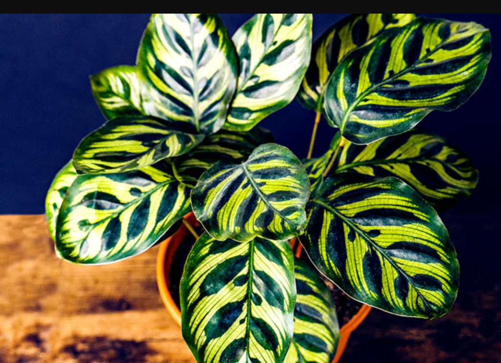 Are Calathea Plants Toxic to Cats?