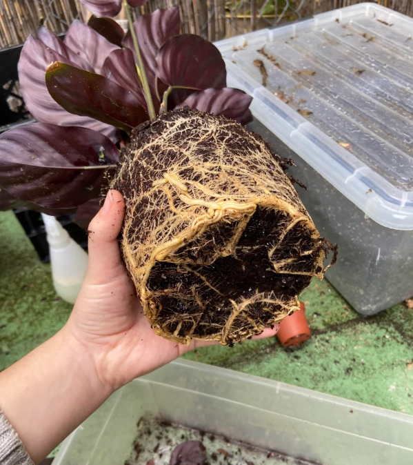 Understanding the Concept of Root Bound Plants