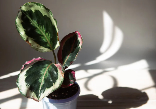 About Calathea Medallion Size and Growth Expectations