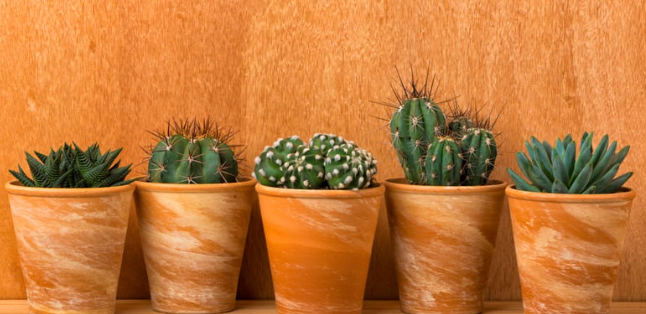 Do All Cactus Pots Need Drain Holes?