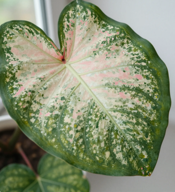 What Is Syngonium (Arrowhead Plant)?