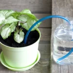 self watering planters