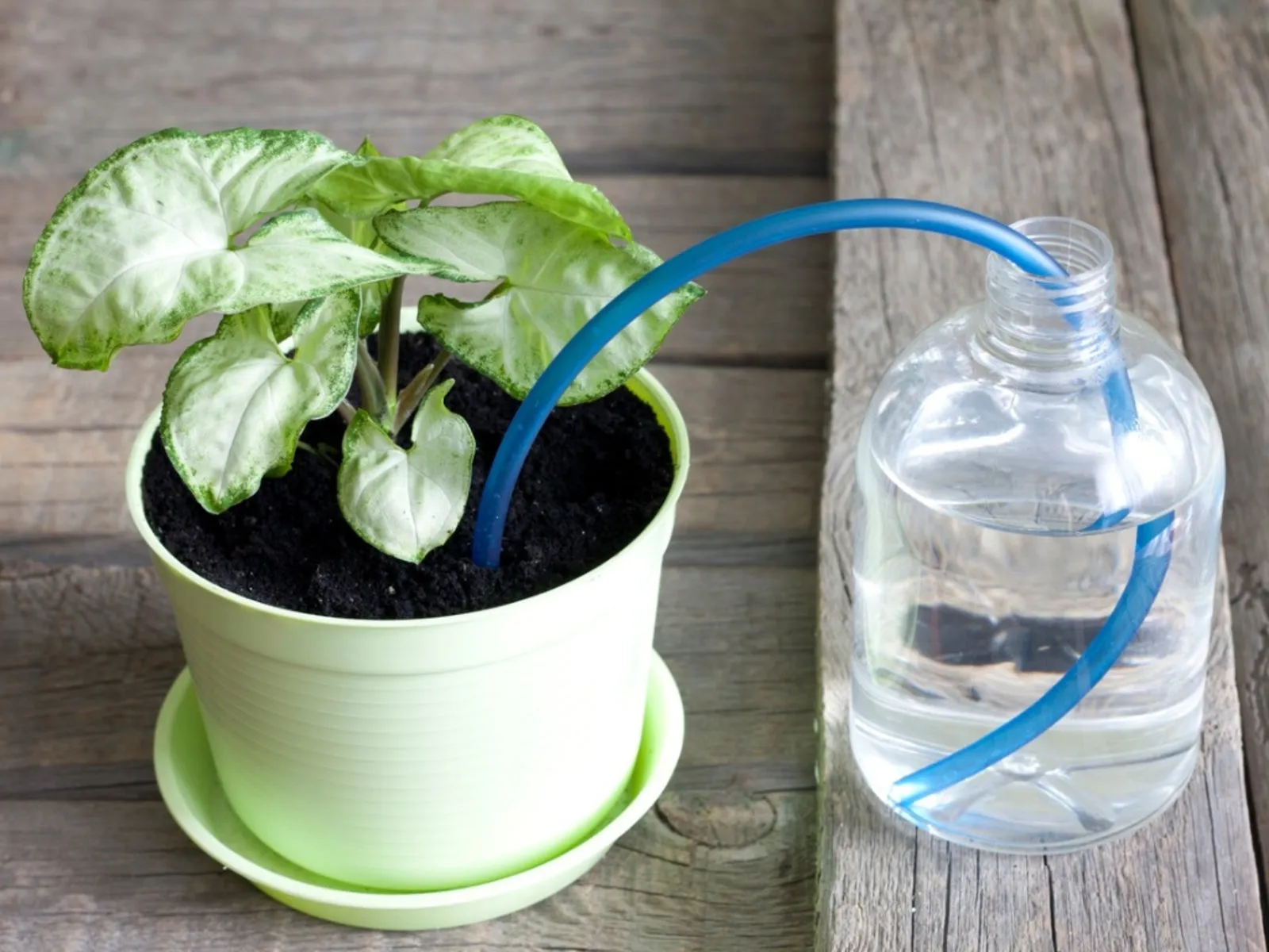 self watering planters