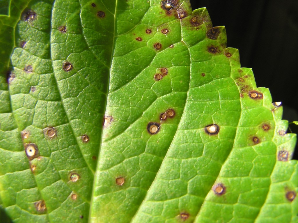 What Are Fungal Leaf Spots? Causes, Symptoms, and Development