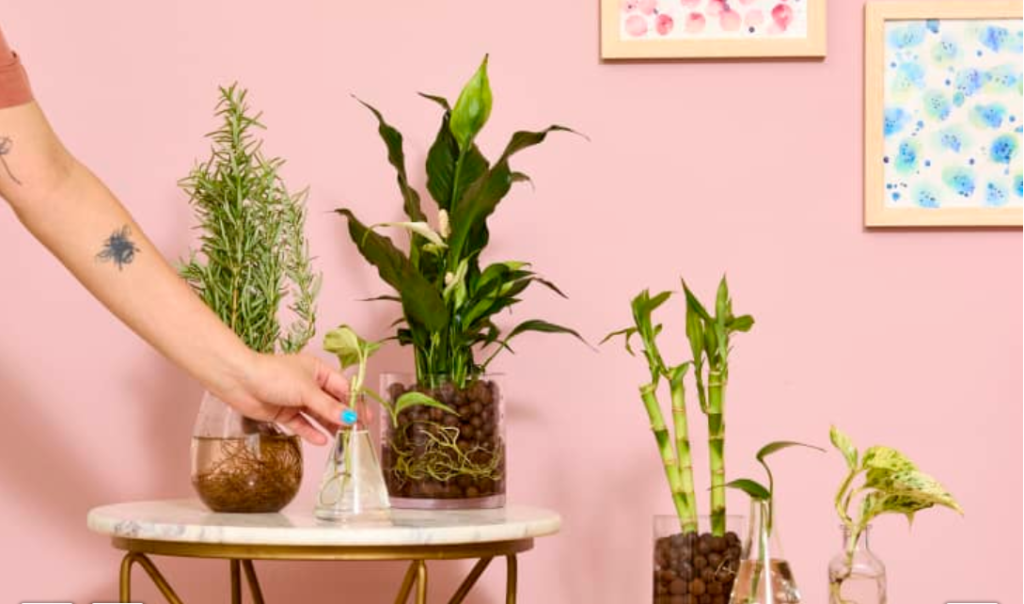 Understanding Hydroponics