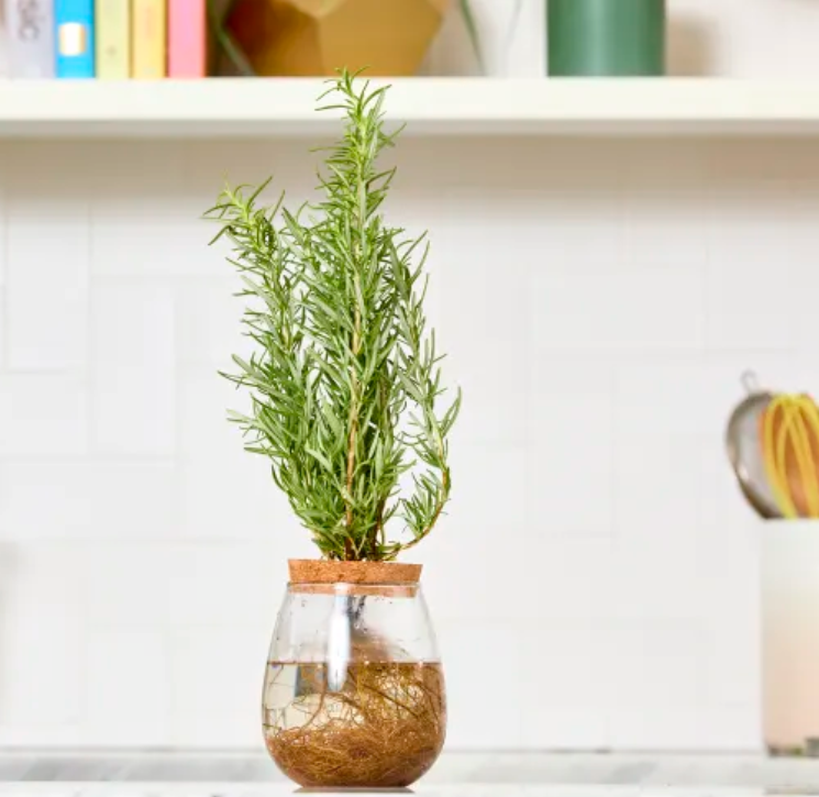 Root Adaptation in Hydroponics