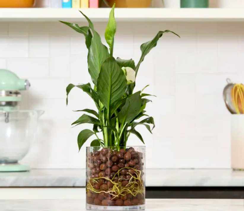 Understanding Soil-Based Growth